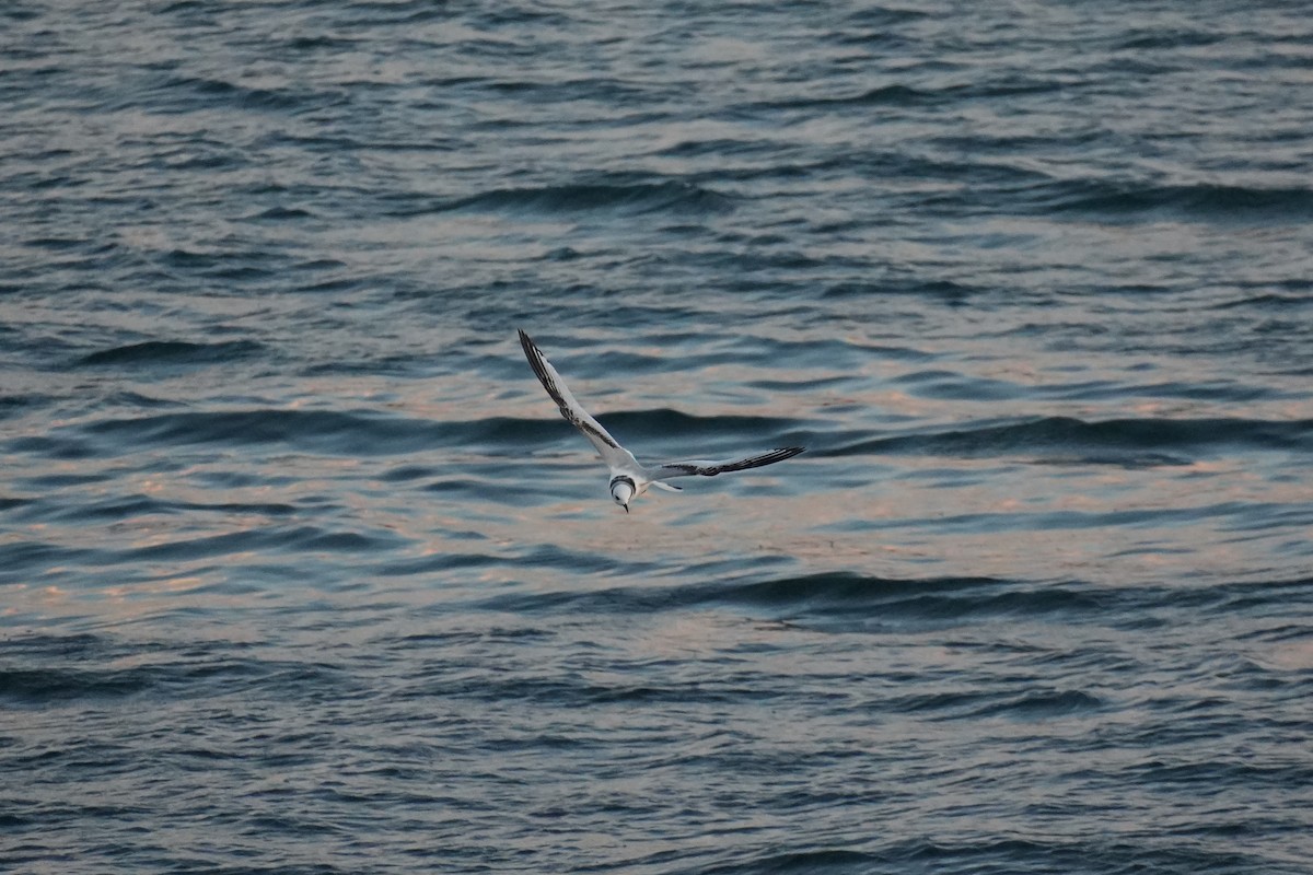 Black-legged Kittiwake (Pacific) - ML646770824