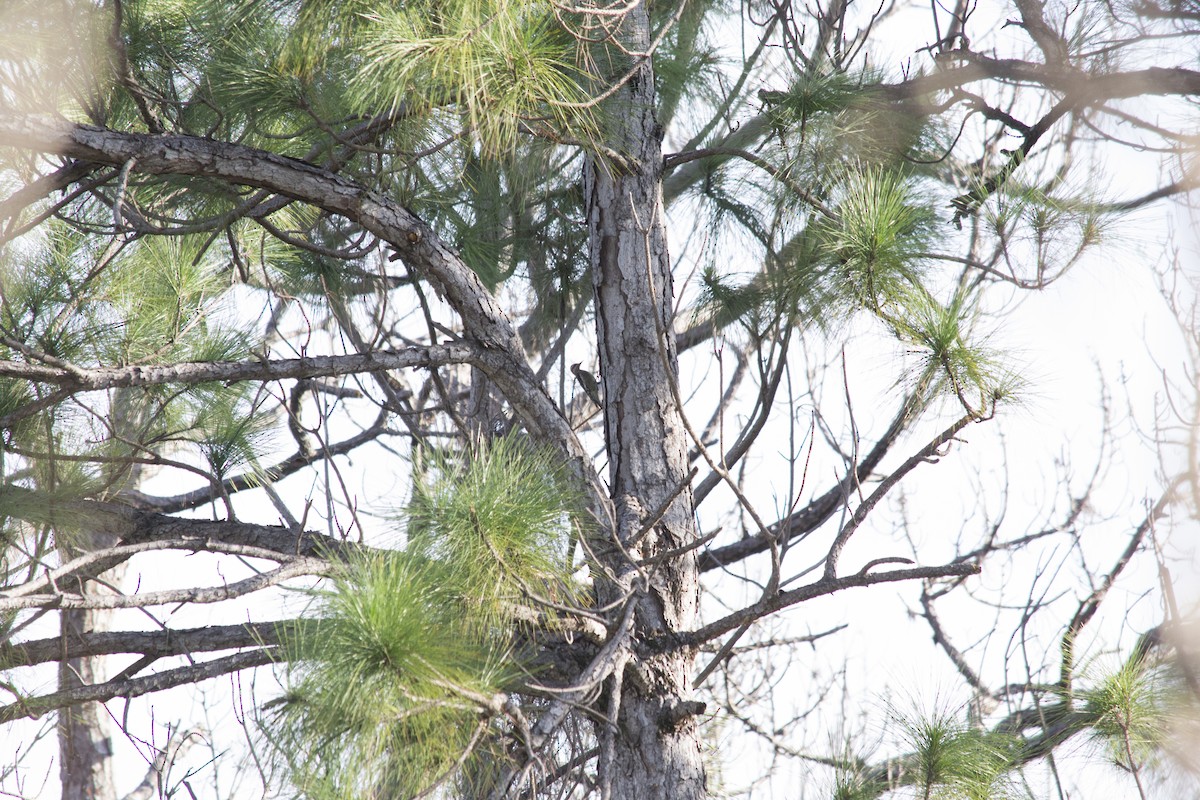 Yellow-bellied Sapsucker - ML646770825