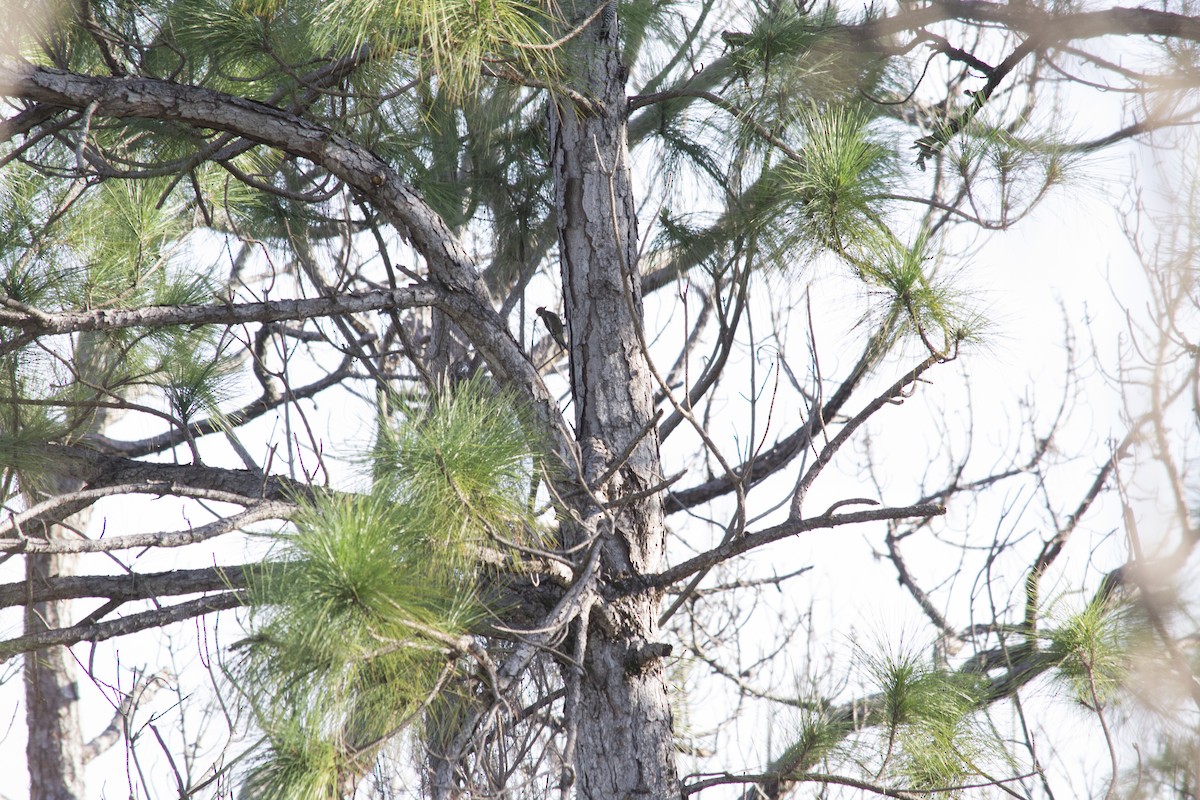 Yellow-bellied Sapsucker - ML646770828