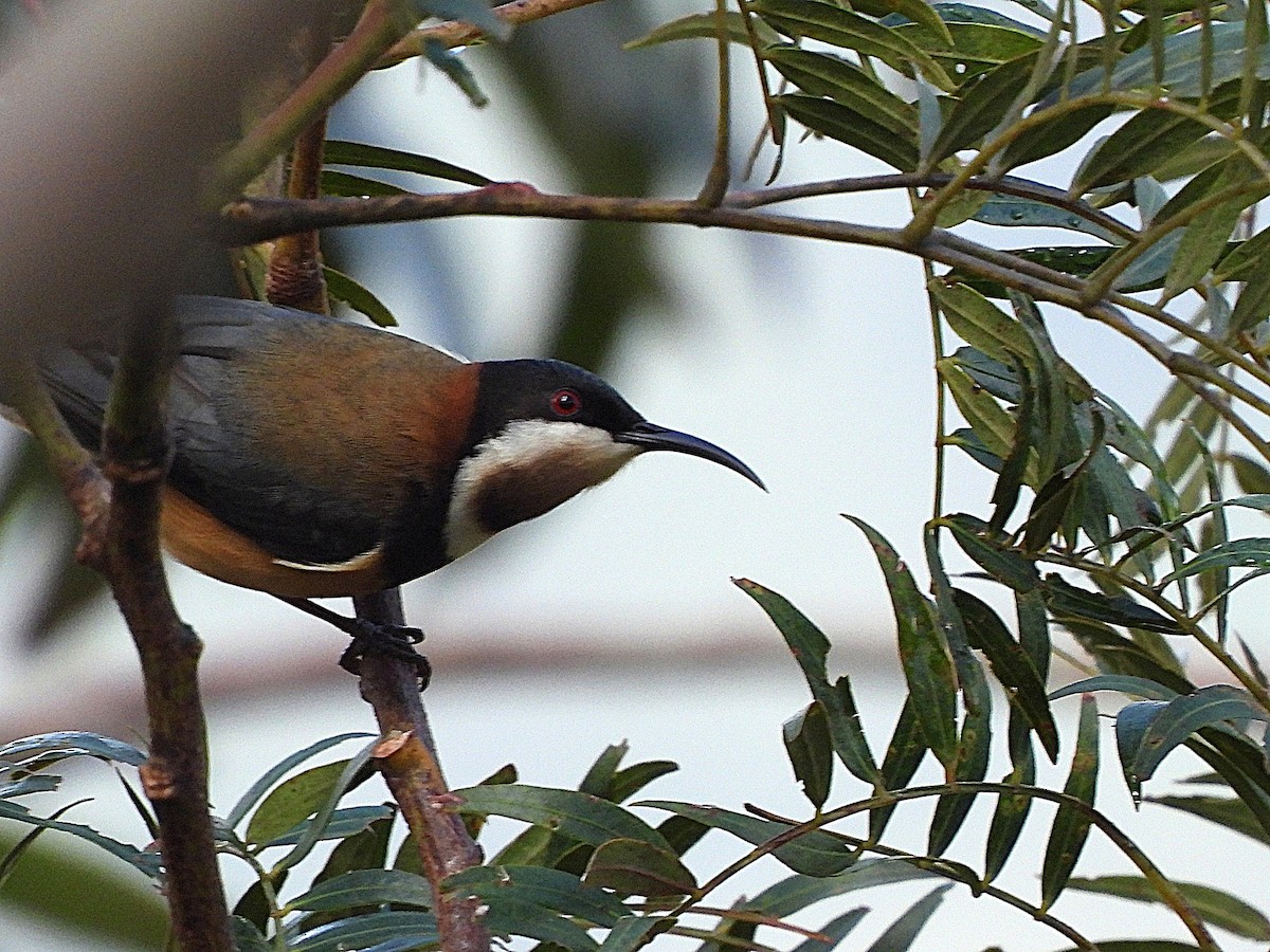 Медолюб-шилодзьоб східний - ML646770829