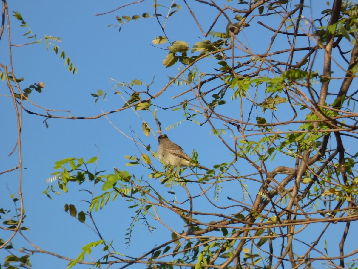 Crowned Slaty Flycatcher - ML646770830