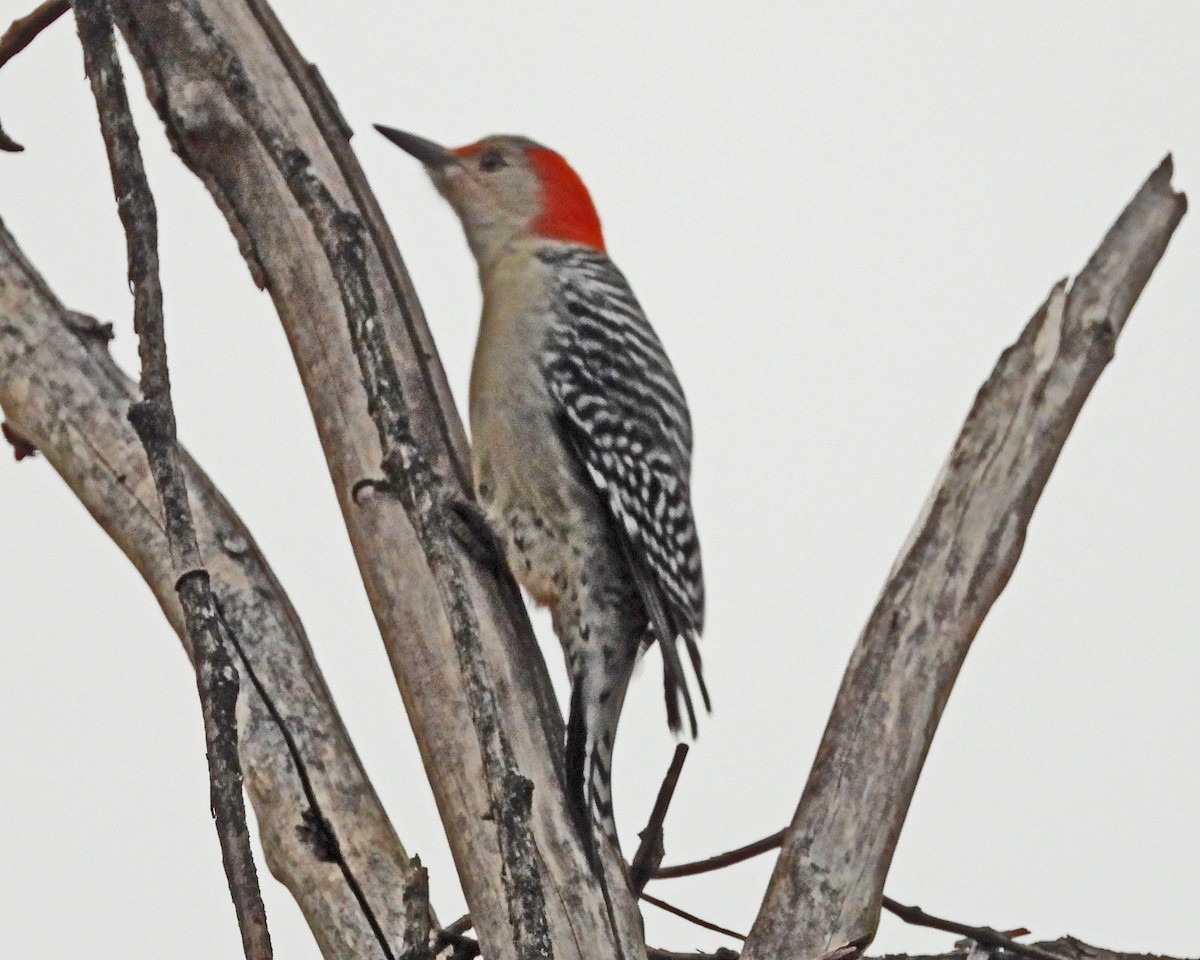 Red-bellied Woodpecker - ML646770834