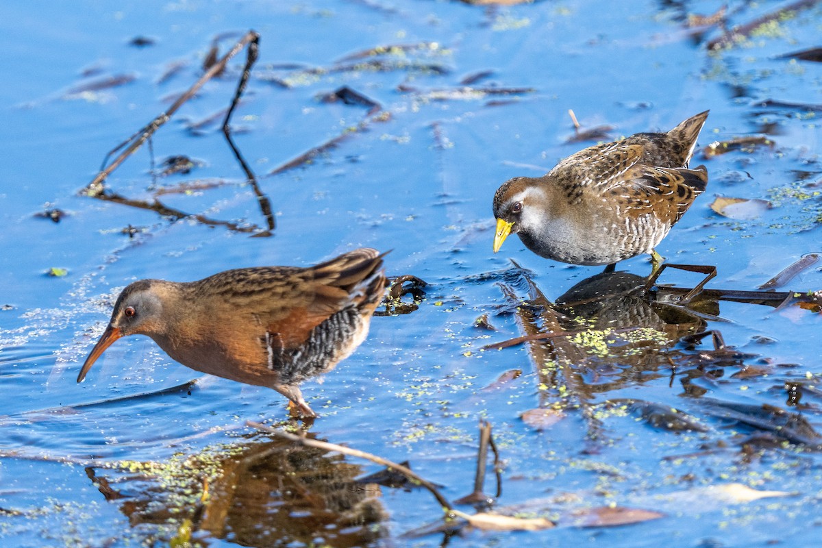 Virginia Rail - ML646770837