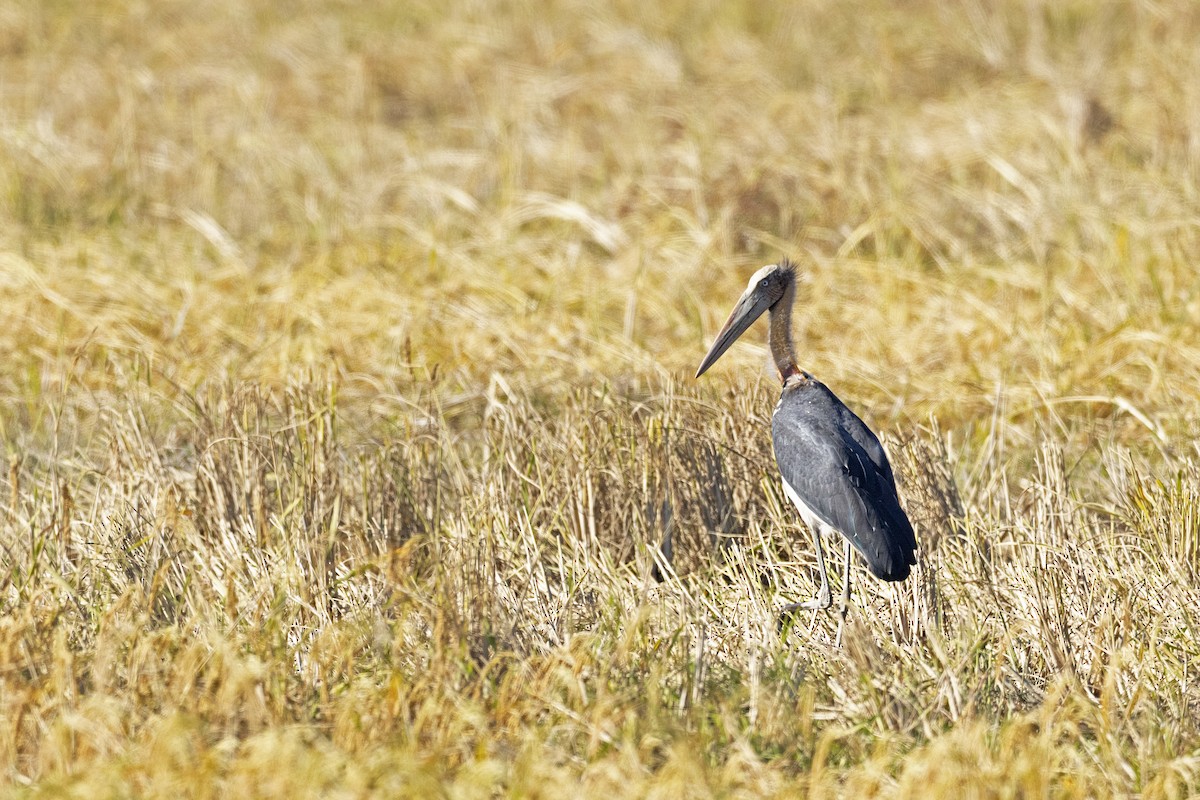 Lesser Adjutant - ML646770838