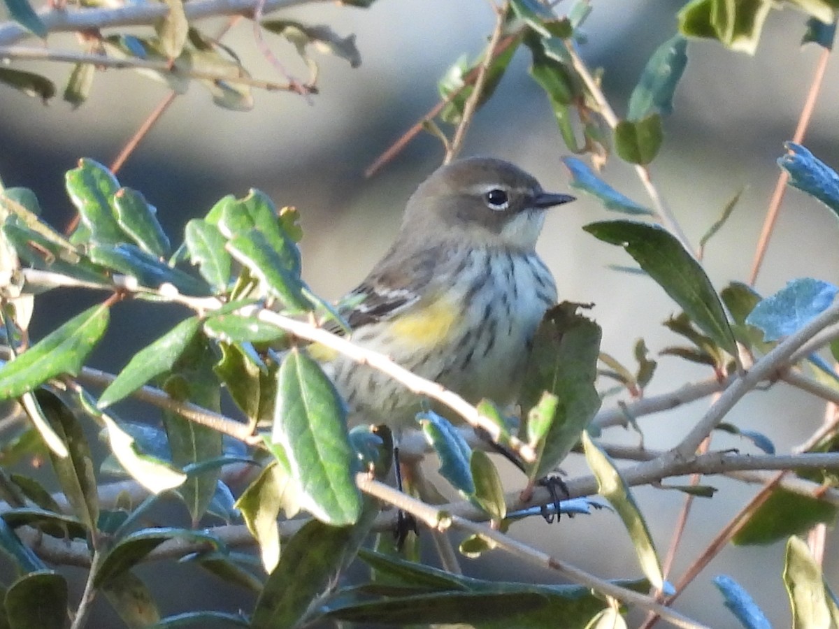Yellow-rumped Warbler - ML646770840