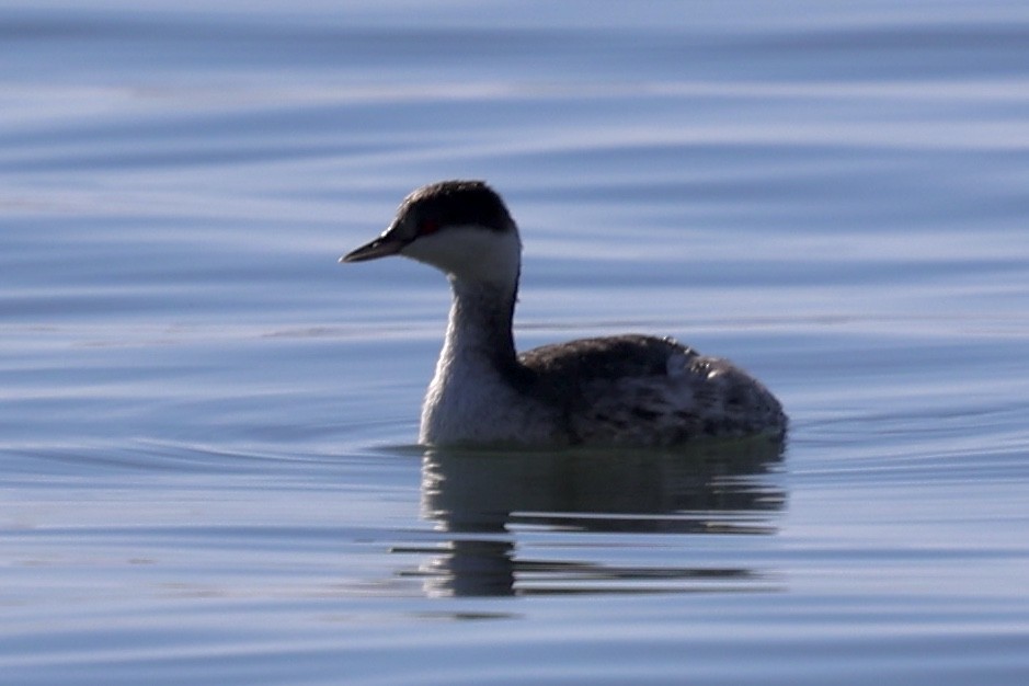 Ohrentaucher - ML646770845