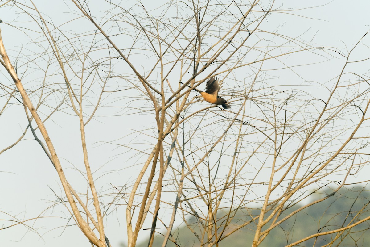 チャイロオナガ - ML646770846