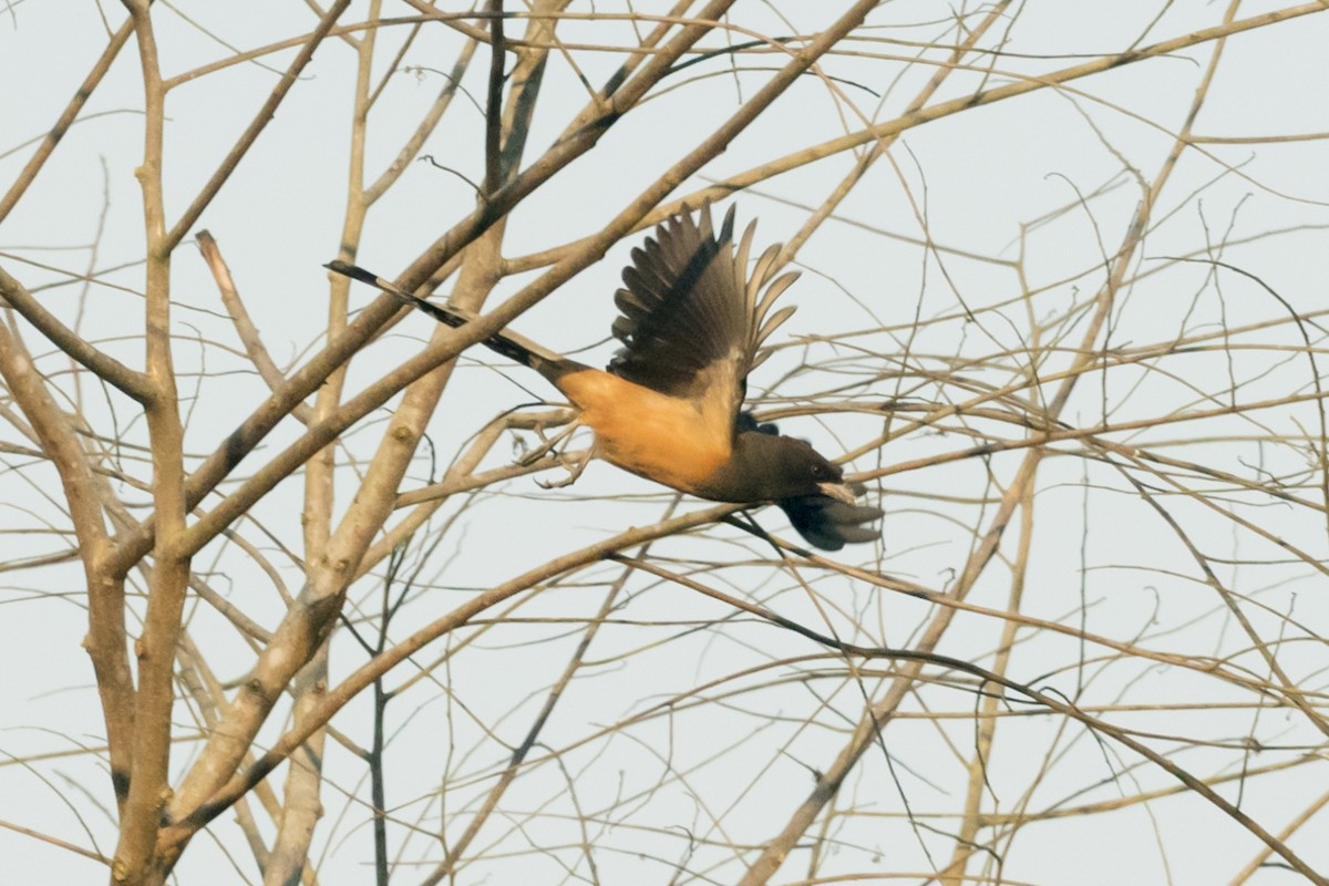 チャイロオナガ - ML646770850