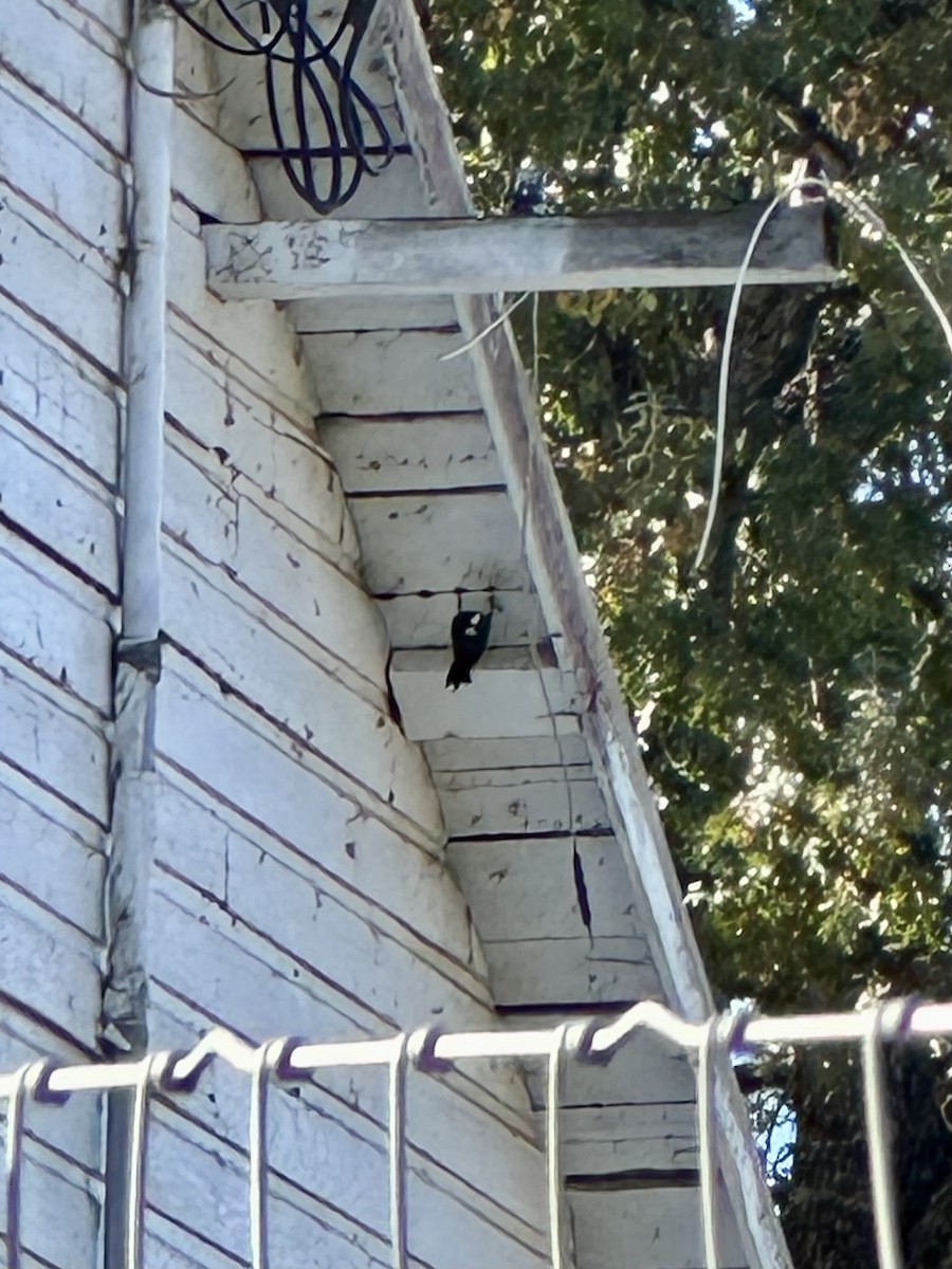 Acorn Woodpecker - ML646770851