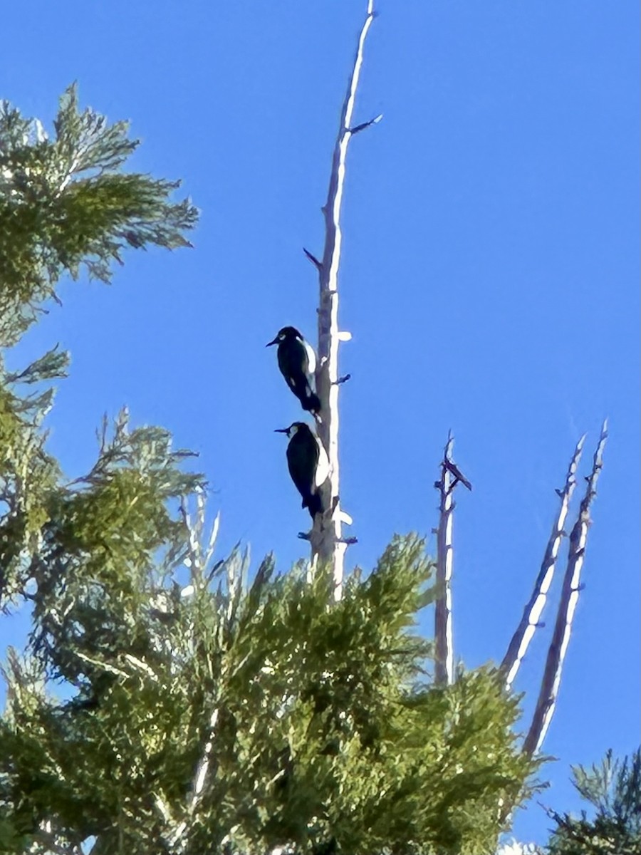 Acorn Woodpecker - ML646770852