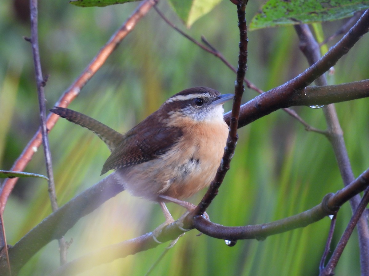 Carolina Wren - ML646770855