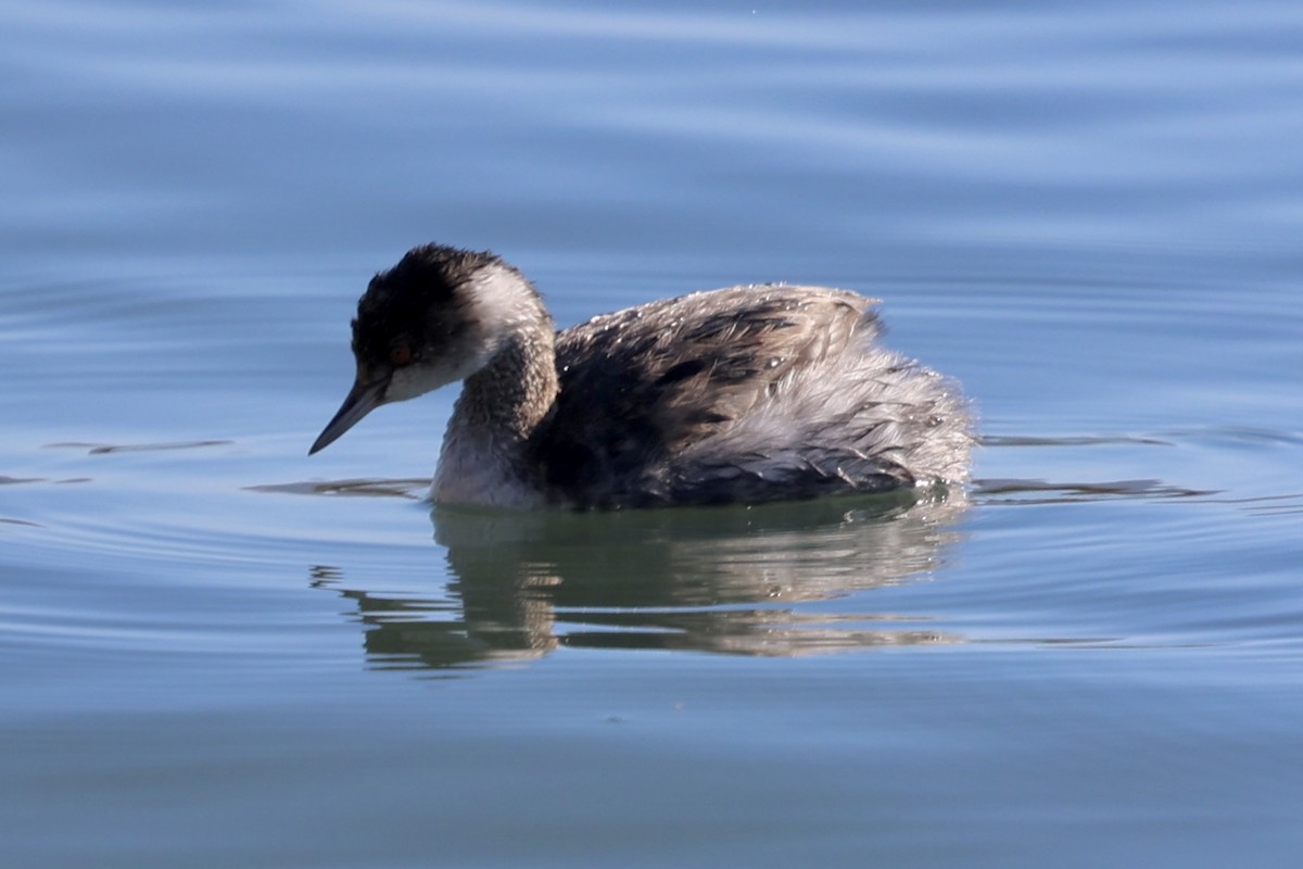 Grèbe à cou noir - ML646770857