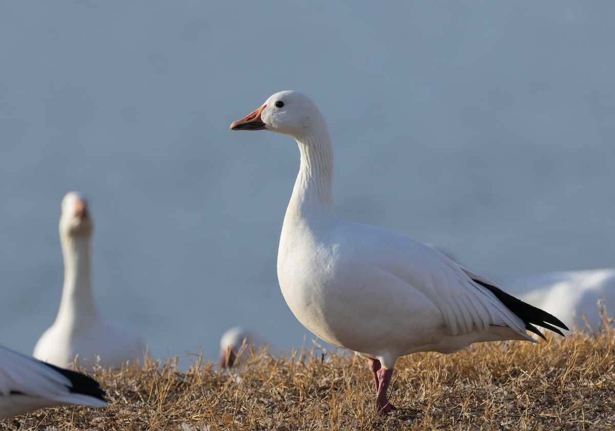 Schneegans - ML646770858