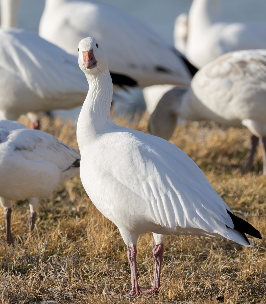 Schneegans - ML646770862