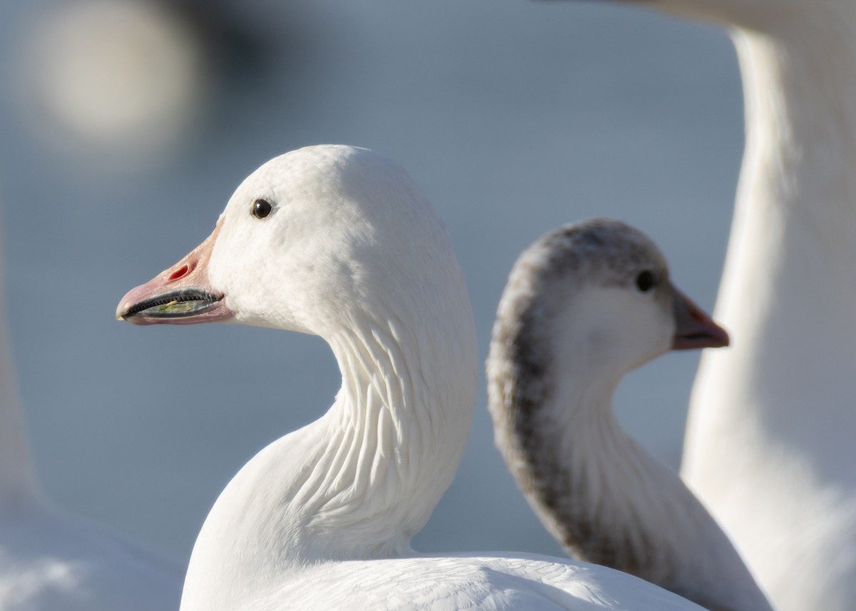 Schneegans - ML646770866