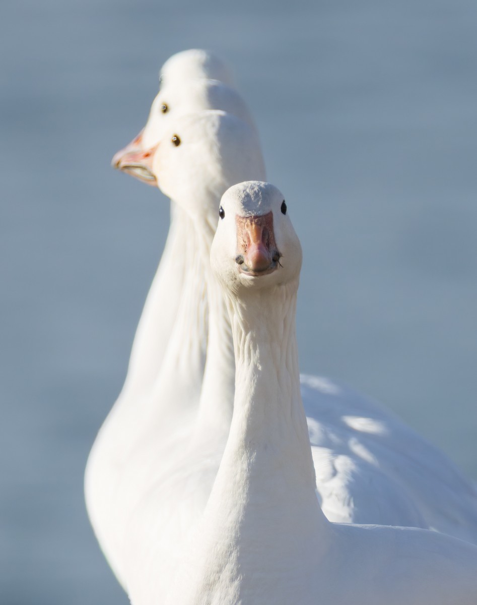 Schneegans - ML646770867