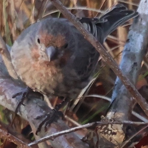 Camachuelo Mexicano - ML646770869