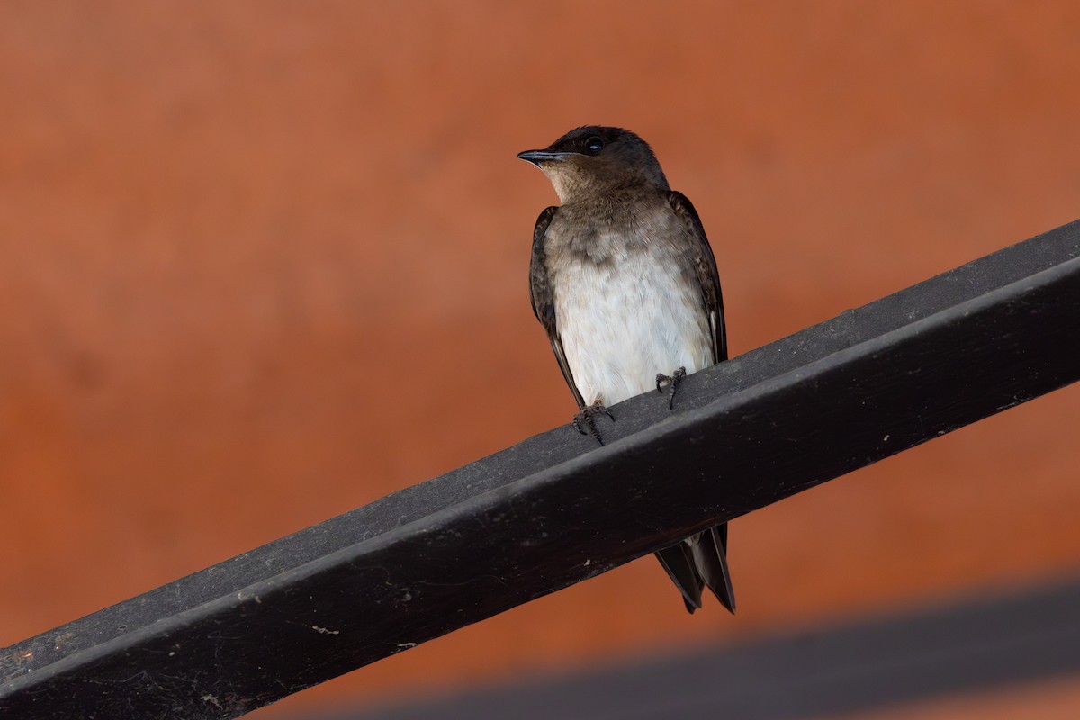 Gri Göğüslü Kırlangıç - ML646770870