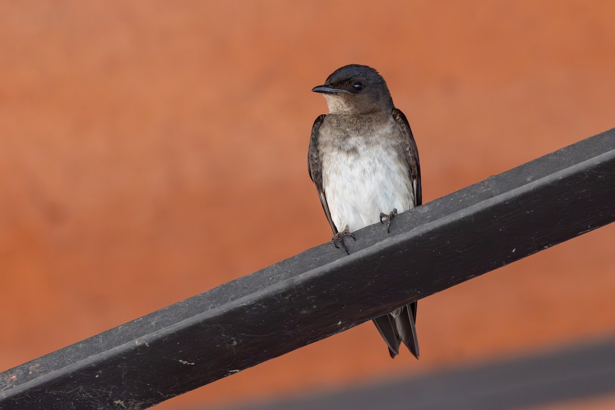 Gri Göğüslü Kırlangıç - ML646770871