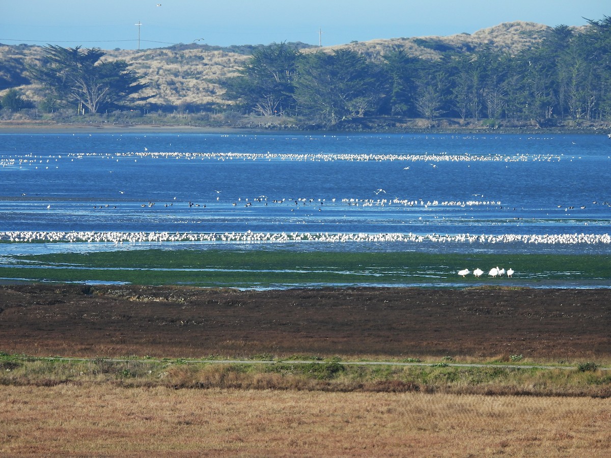 Gaviota/Gavión sp. - ML646770872