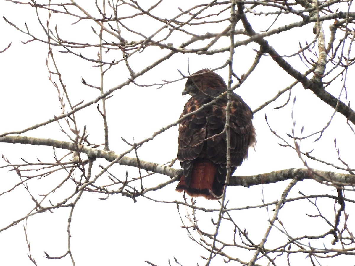Red-tailed Hawk - ML646770873