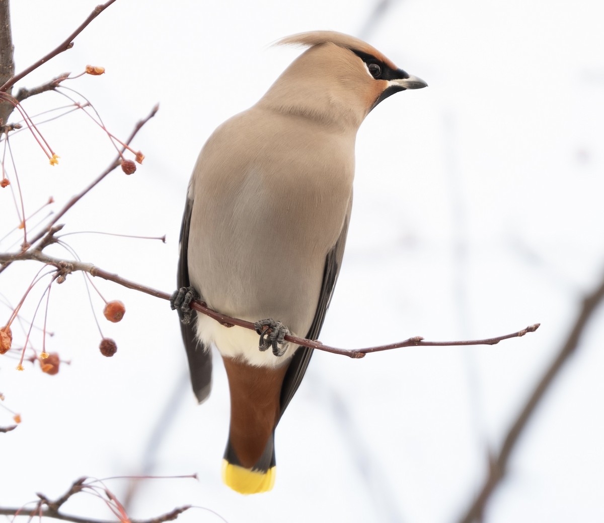 Jaseur boréal - ML646770875