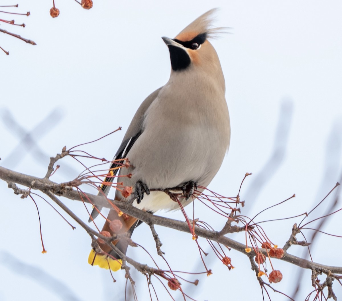 Jaseur boréal - ML646770876