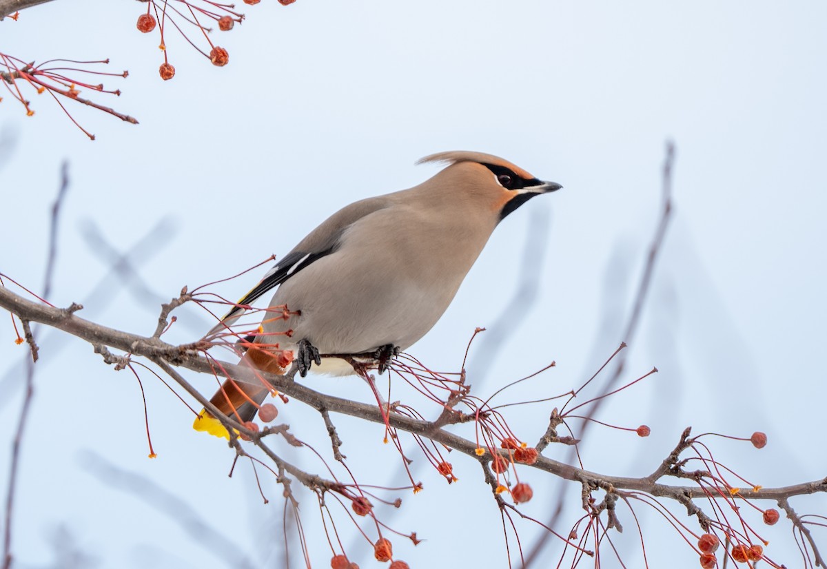 Jaseur boréal - ML646770877