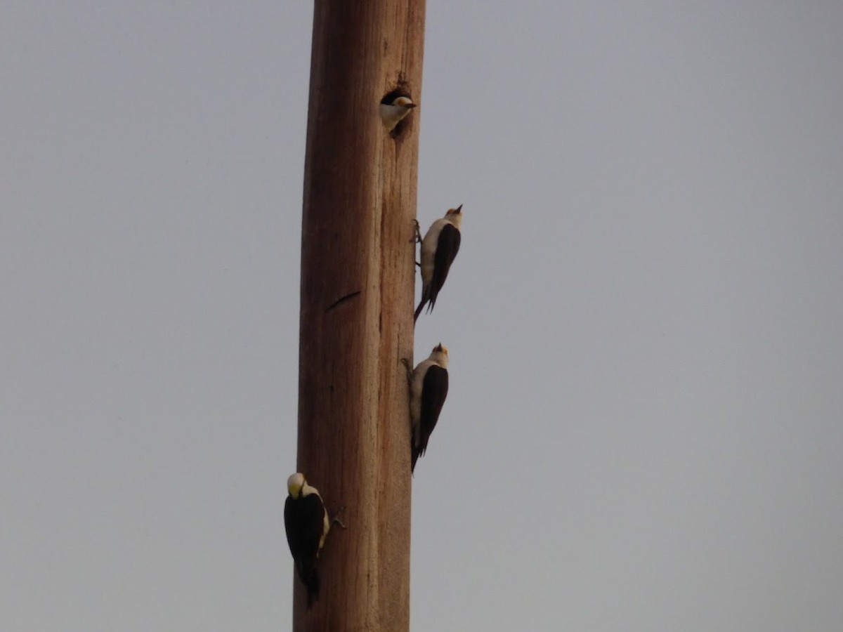 White Woodpecker - ML646770878