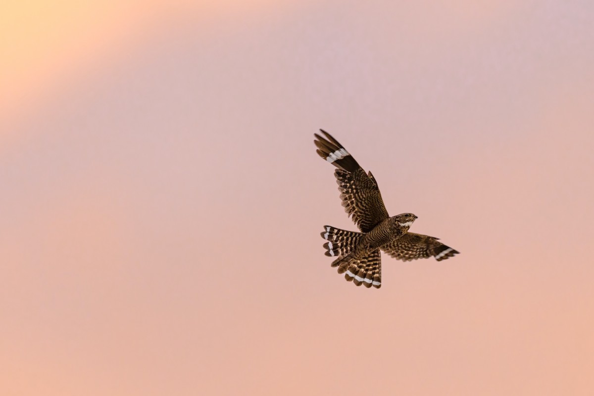 Lesser Nighthawk - ML646770880