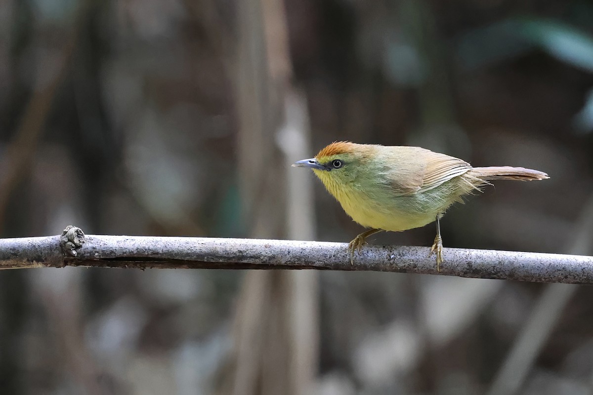 Strichelmeisentimalie [gularis-Gruppe] - ML646770882