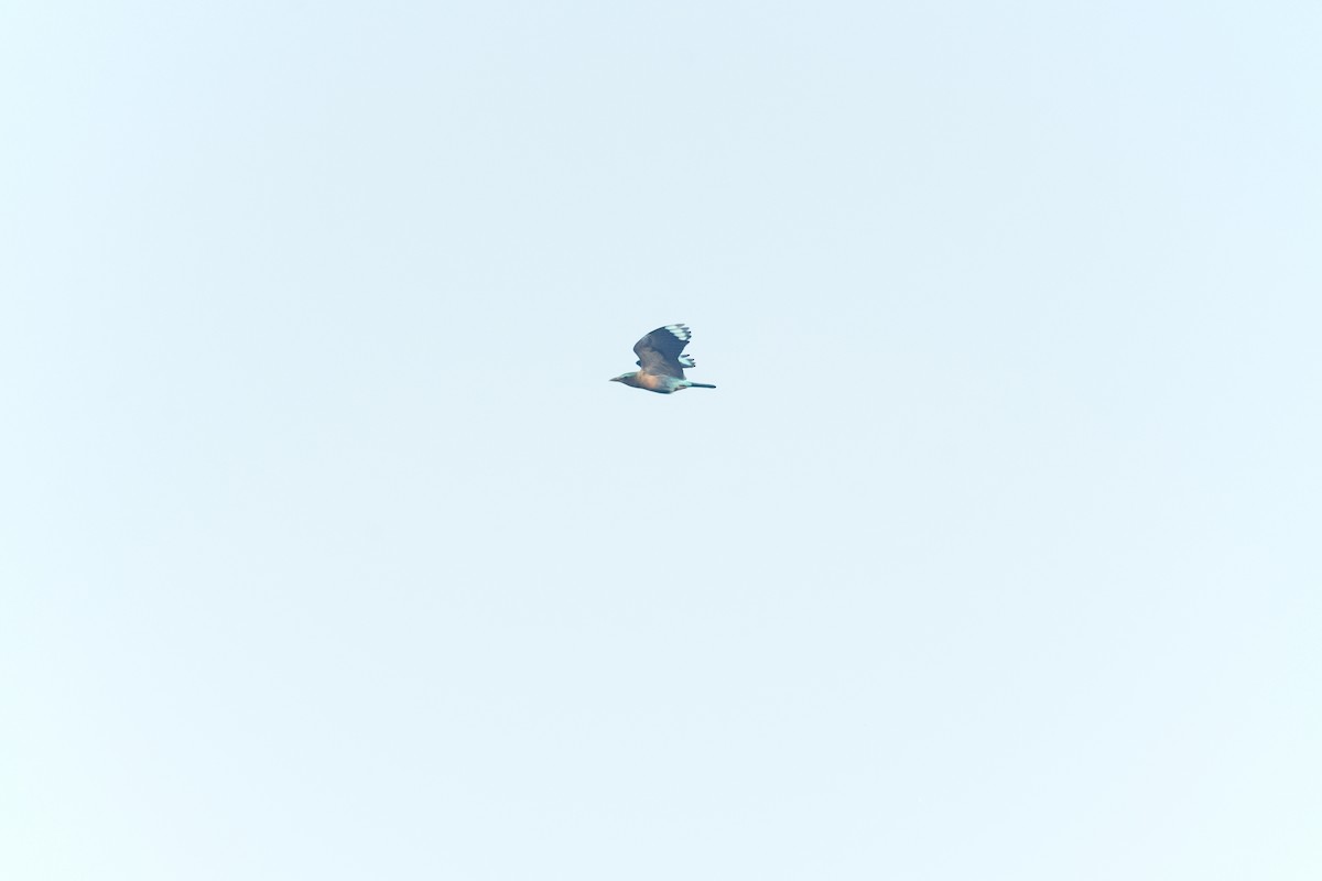 インドシナブッポウソウ - ML646770883