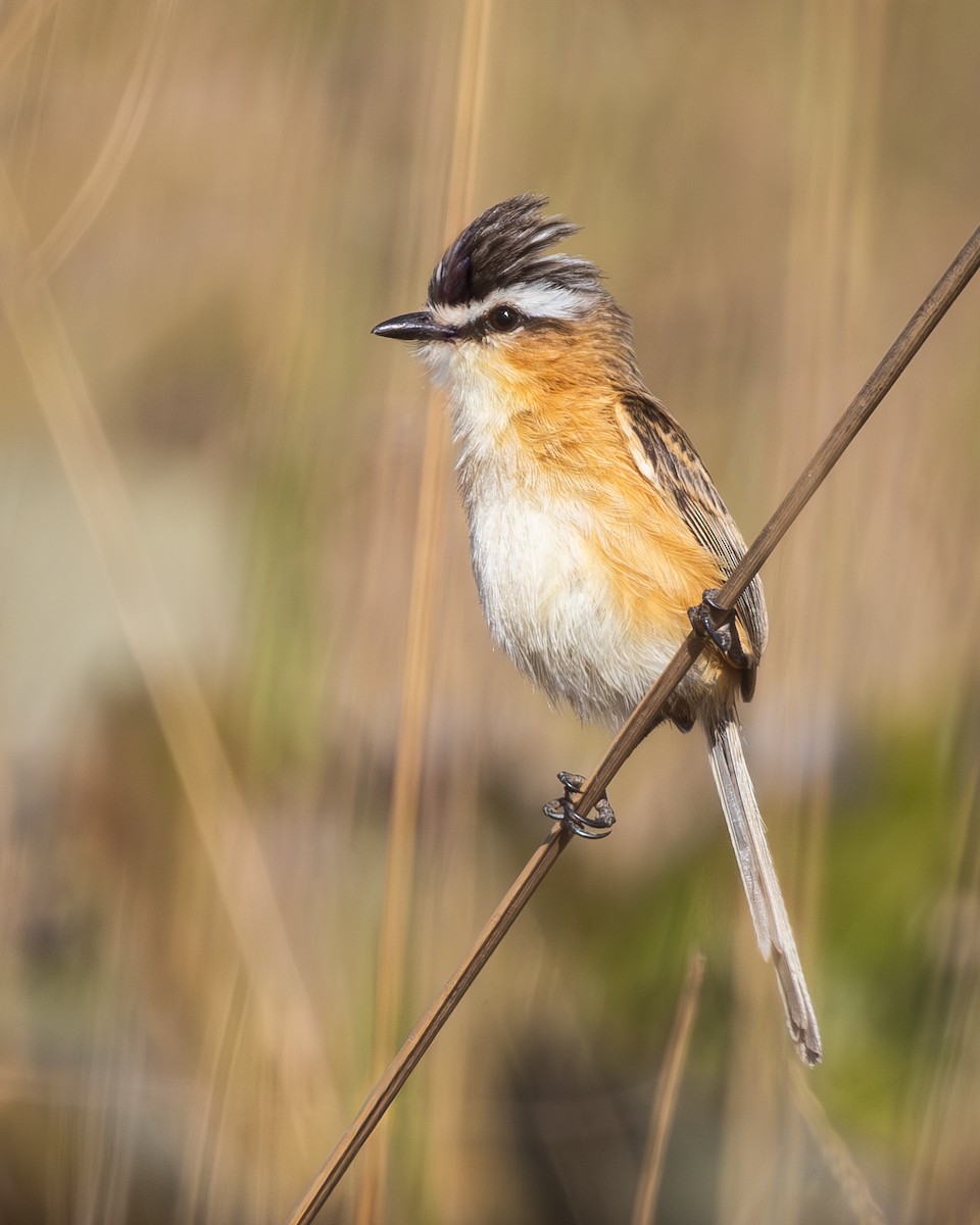 Sharp-tailed Tyrant - ML646770884