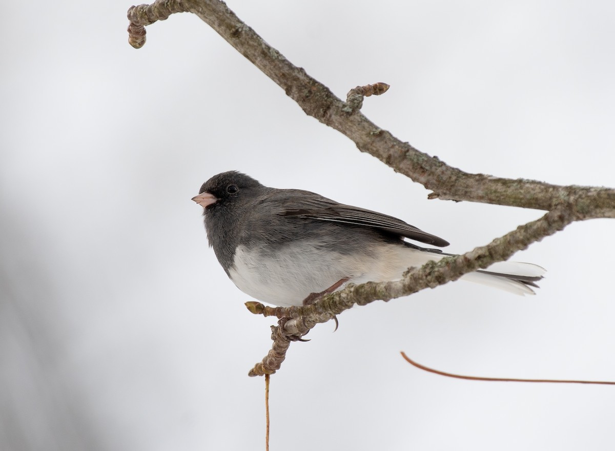 Dark-eyed Junco - ML646770885