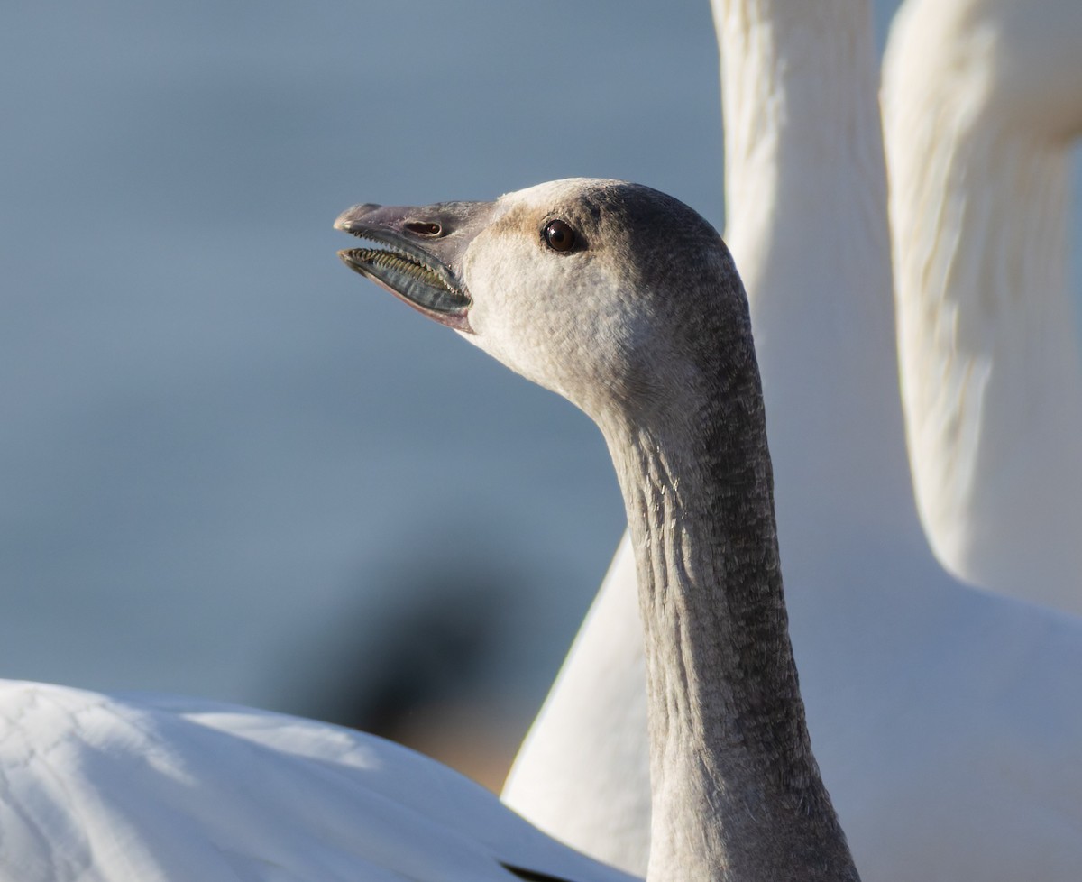 Schneegans - ML646770888