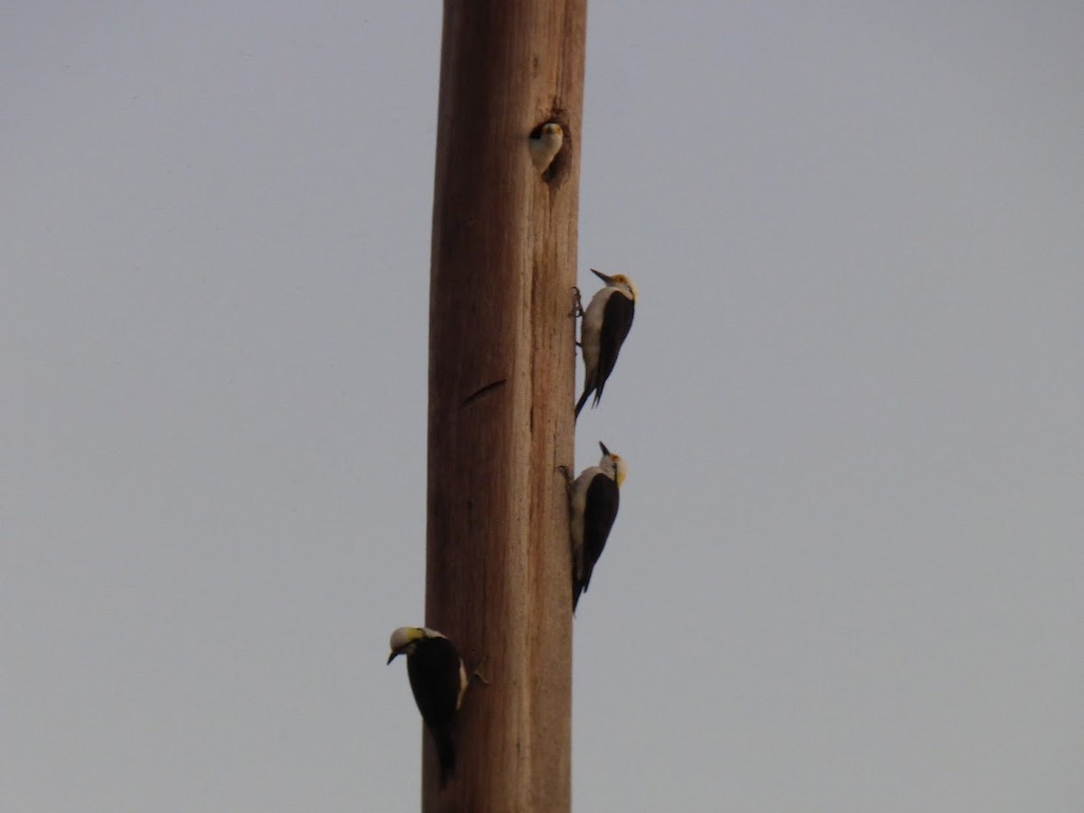 White Woodpecker - ML646770890