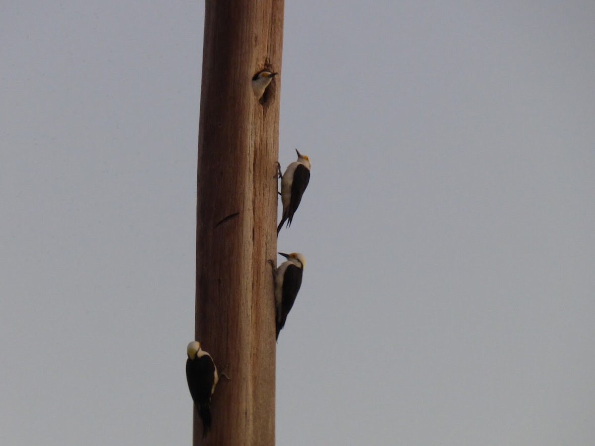 White Woodpecker - ML646770892