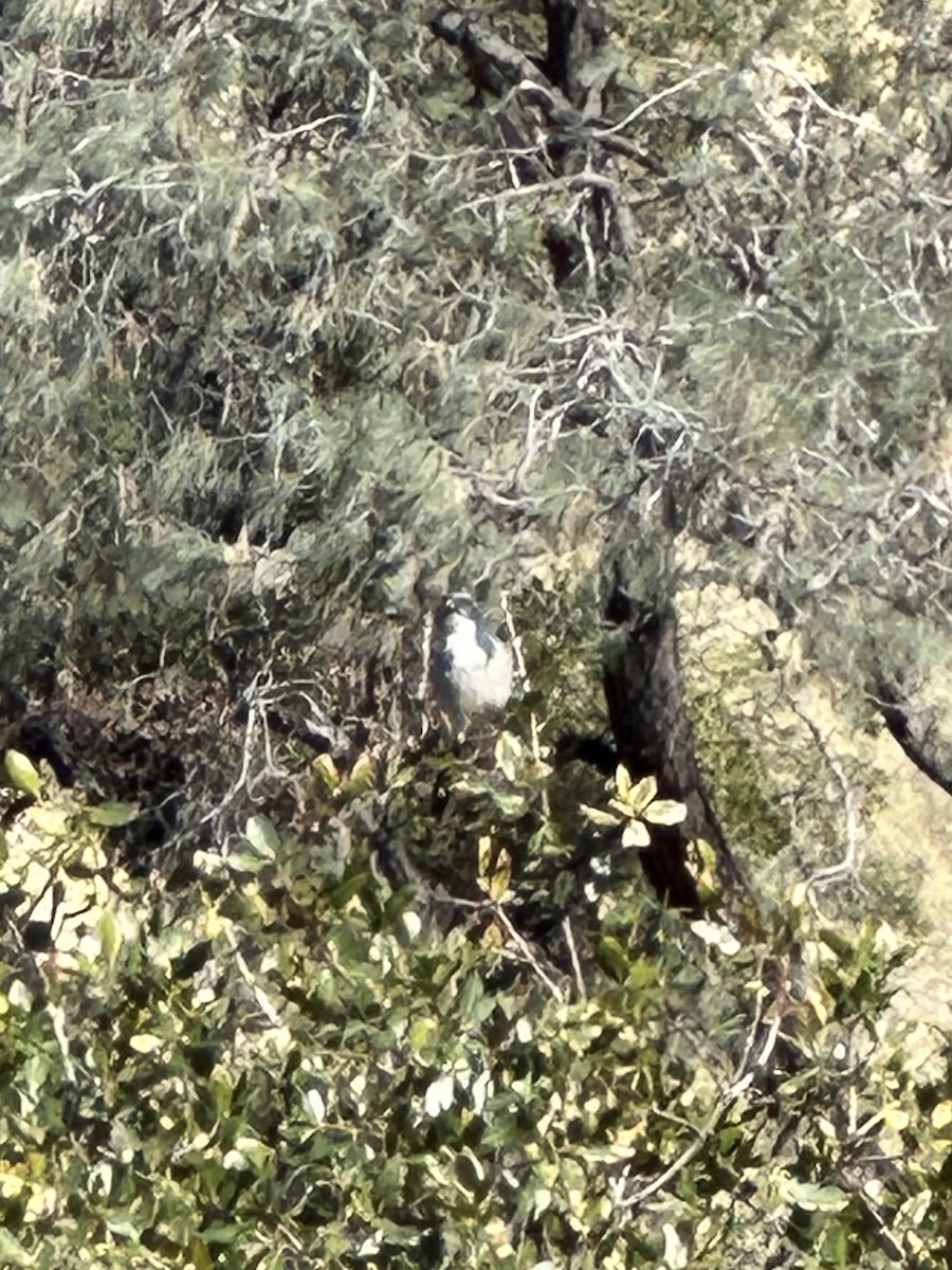 California Scrub-Jay - ML646770893