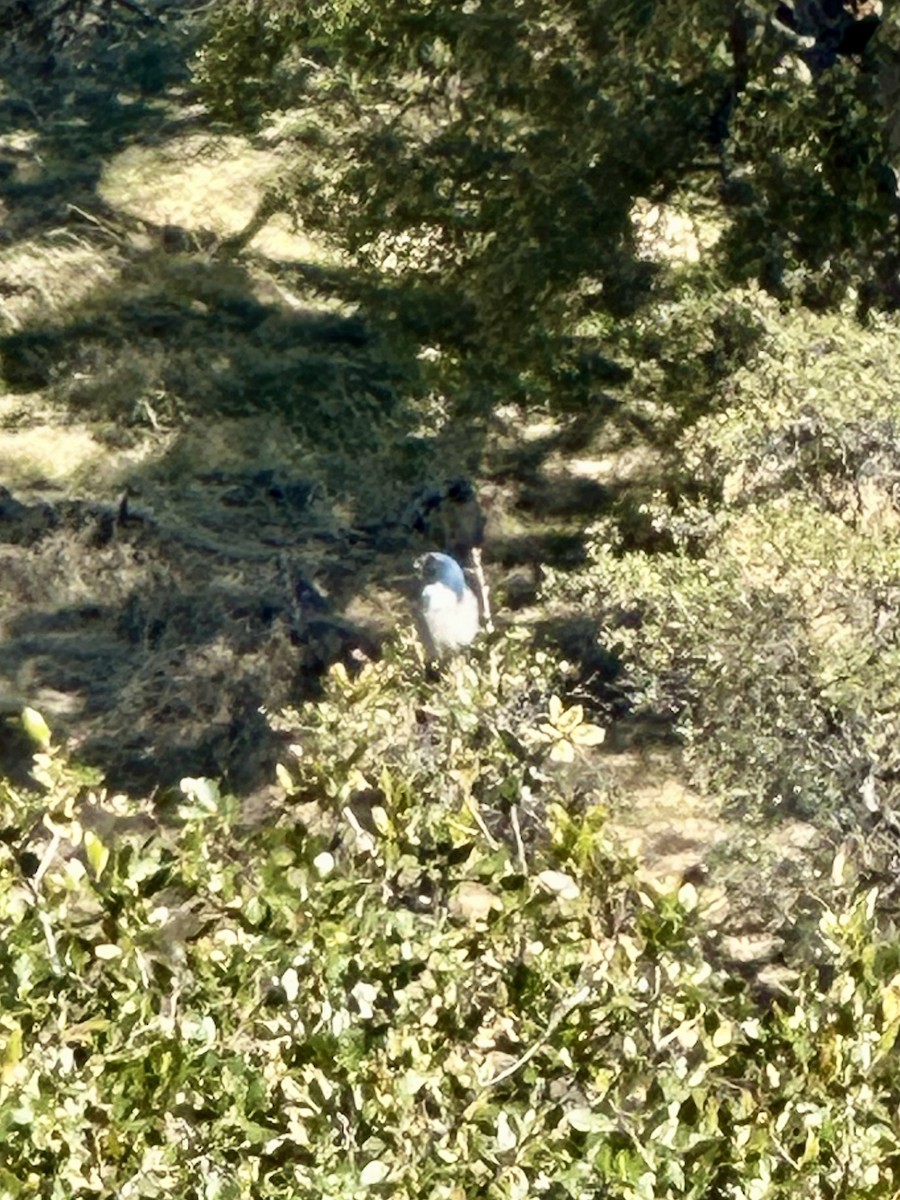 California Scrub-Jay - ML646770894