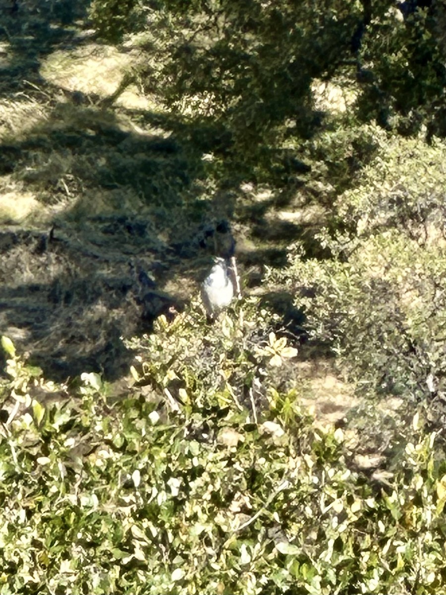California Scrub-Jay - ML646770895