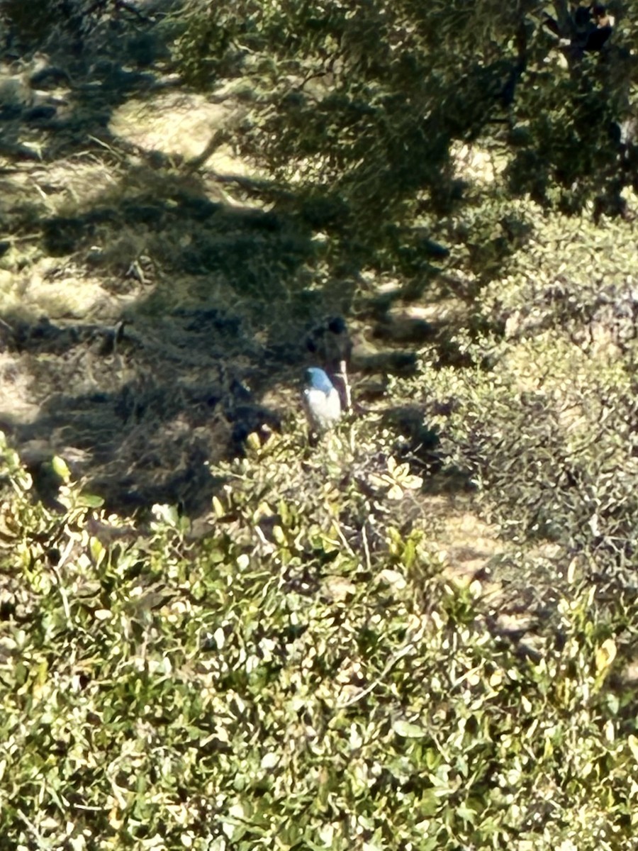 California Scrub-Jay - ML646770896