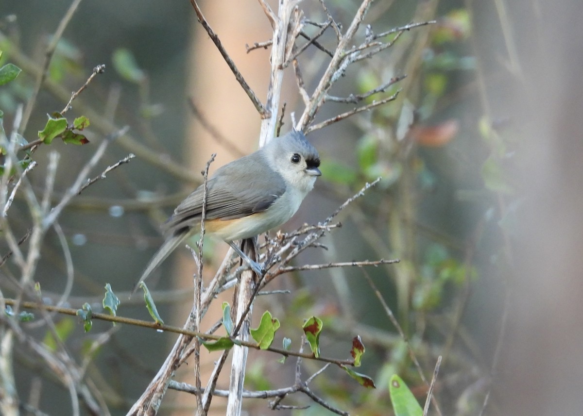Tufted Titmouse - ML646770897