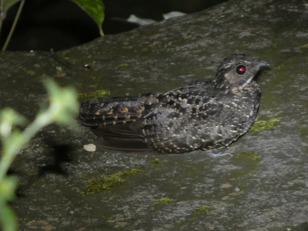 Blackish Nightjar - ML646770903