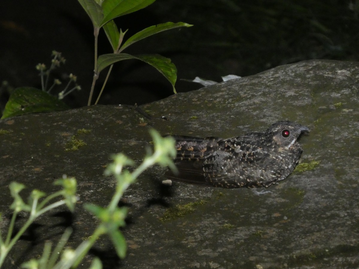Blackish Nightjar - ML646770904