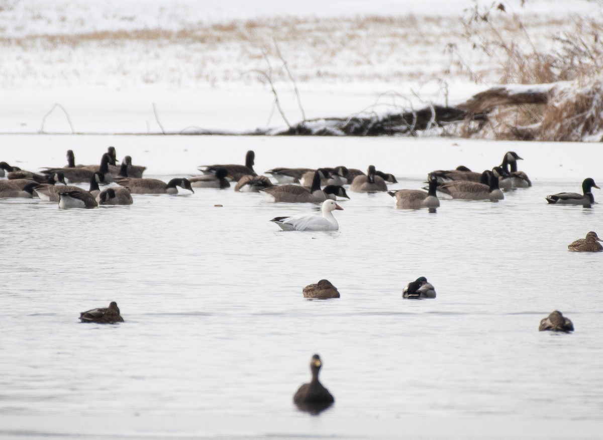 Snow Goose - ML646770909