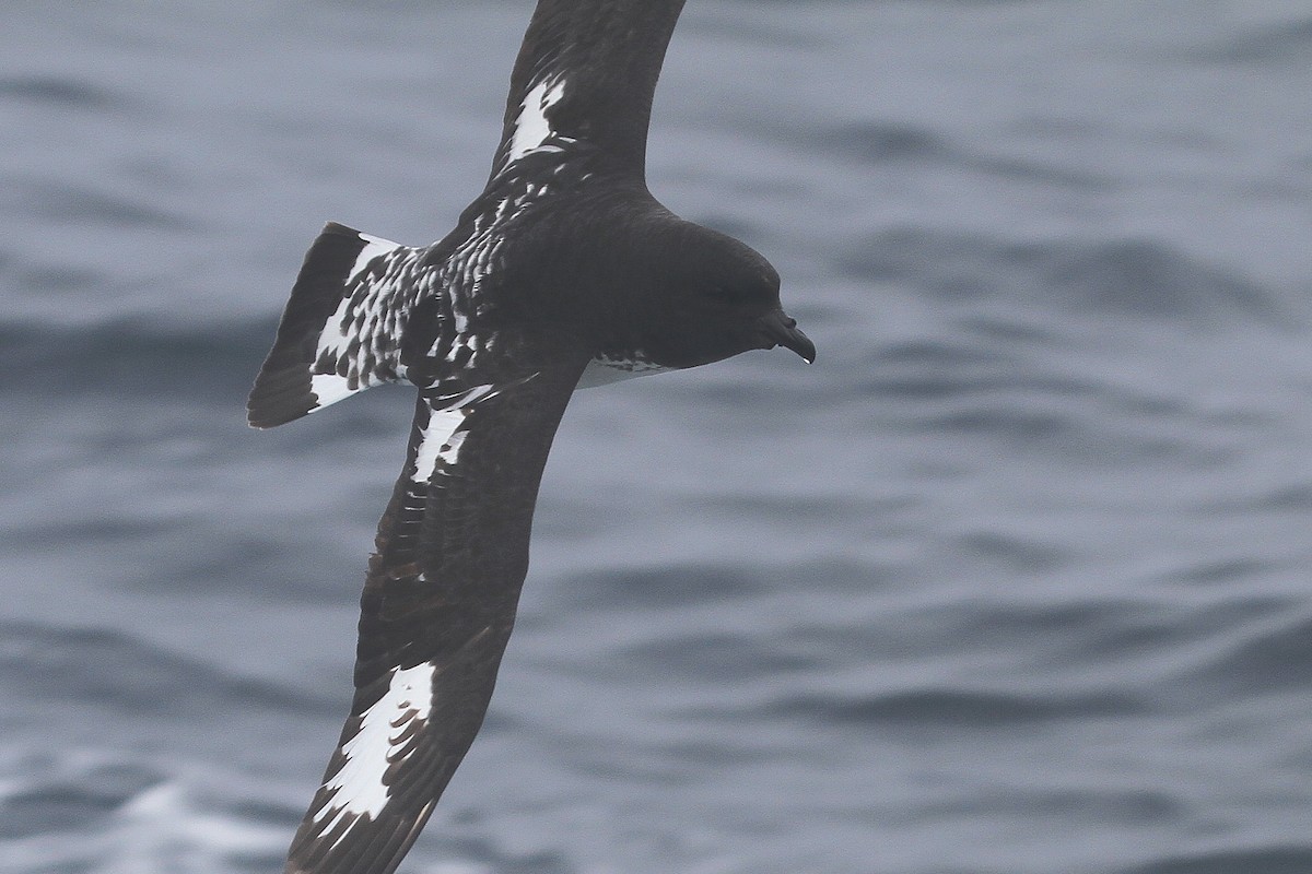 Cape Petrel - ML64677091