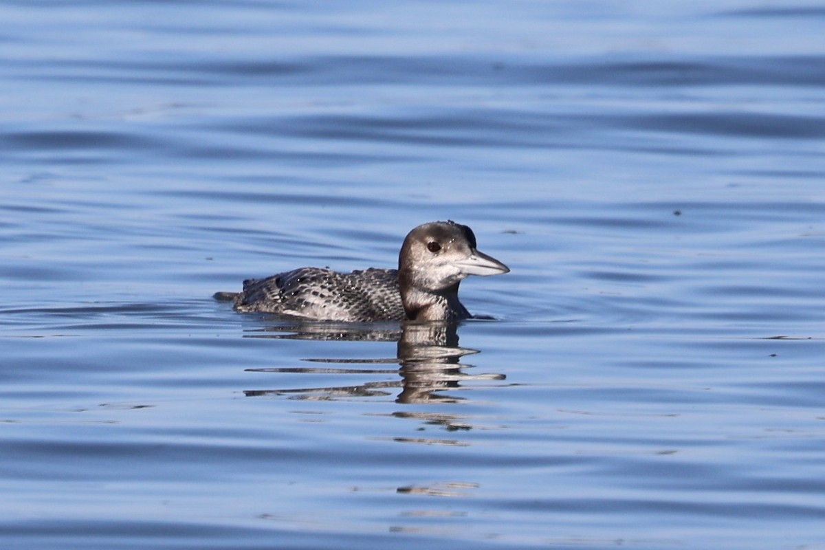 Eistaucher - ML646770910