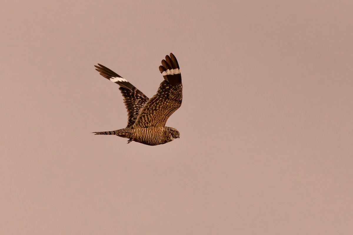 Lesser Nighthawk - ML646770917