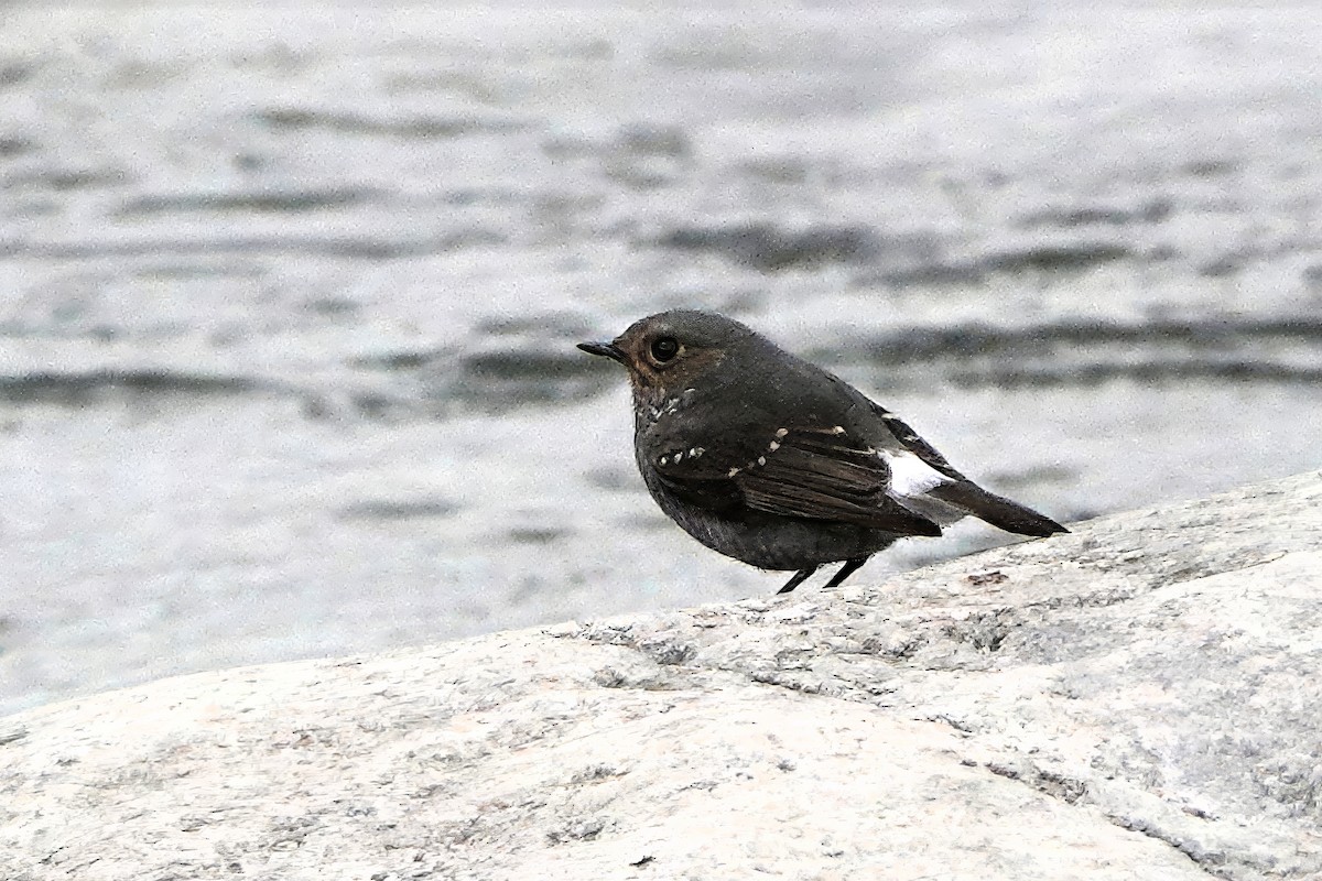 Buztangorri urdina - ML646770920