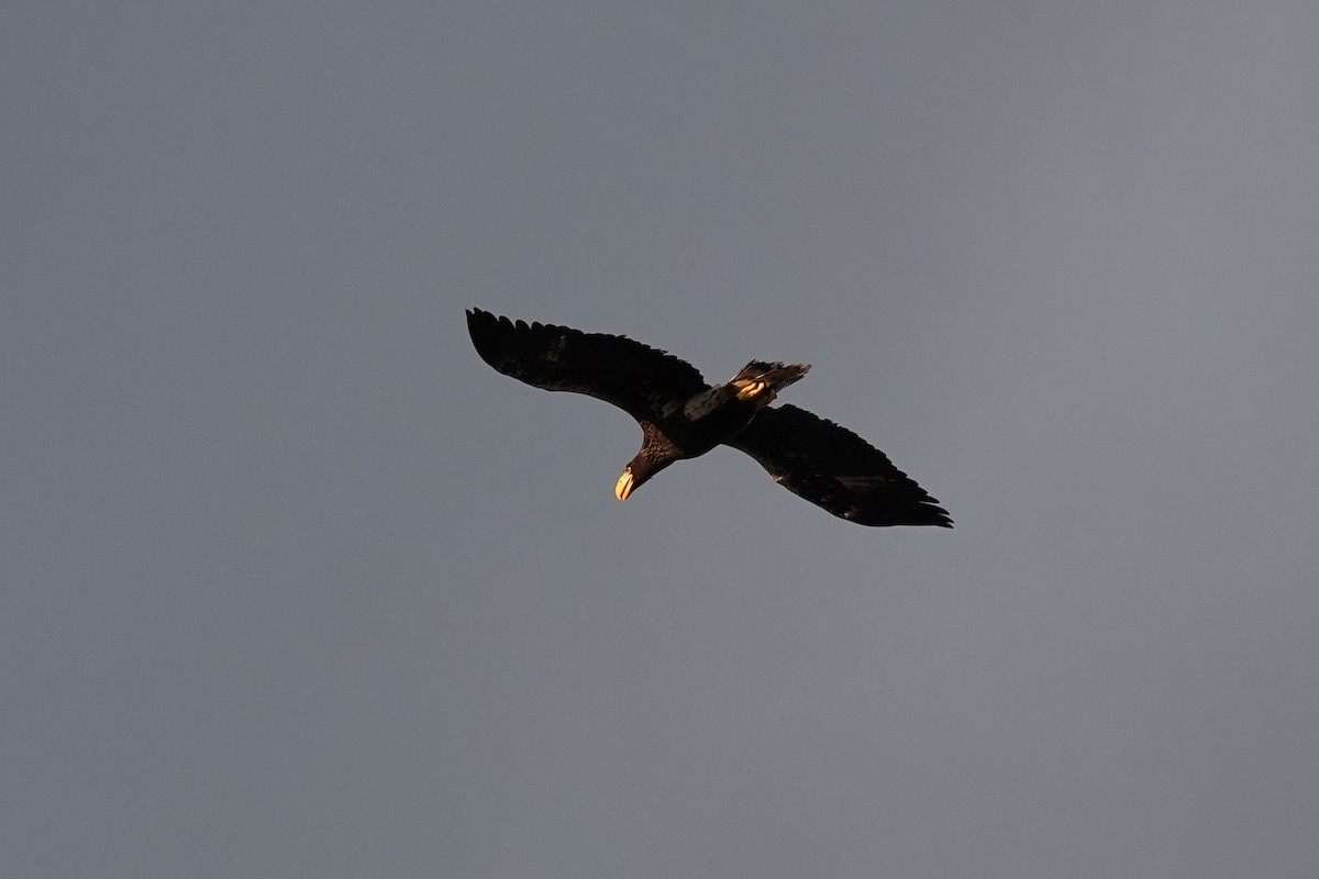 Steller's Sea-Eagle - ML646770925